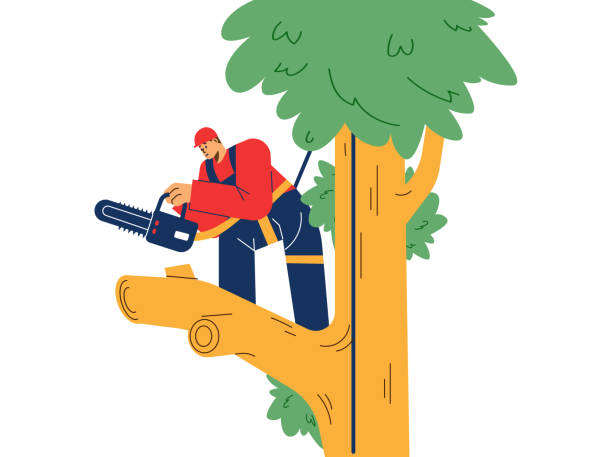 Smiling man in special costume doing tree trimming flat style, vector illustration on white background. Special equipment, cutting branches, work at height